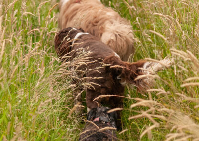 dogs walking single file in long grass
