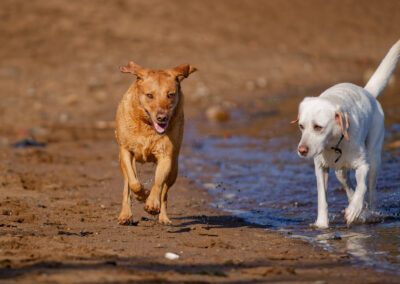 two labradors on erskine beach