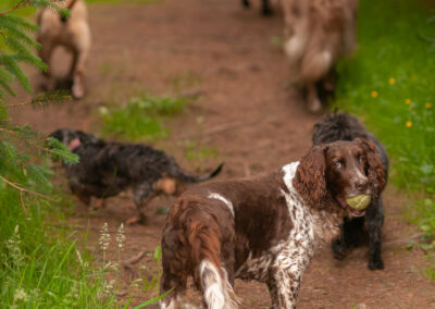 dogs at entrance of a plantation
