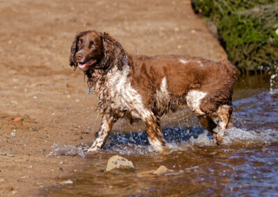 liver and white springer spaniel