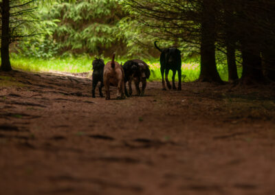 dogs walking in a dark and small woodland