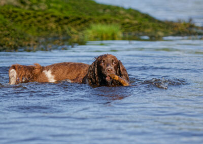 springer spaniel retrieving a stick form a river