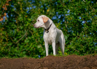 pale yellow labrador on high ground