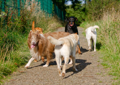 pack of dogs on a sunny day