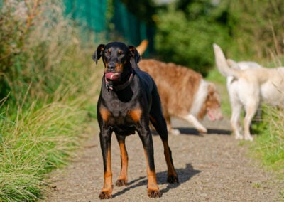 doberman