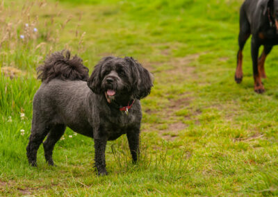 black Tibetan terrier