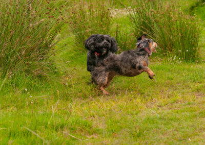 Tibetan terrier playing with a dachshund