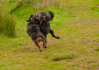 Dogs jumping at play at the same time