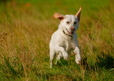 labrador running in long grass