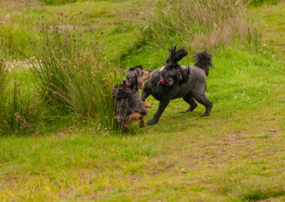 two dogs playing in grass