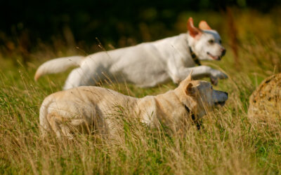 nala and marley two very pale yellow labradors running side on