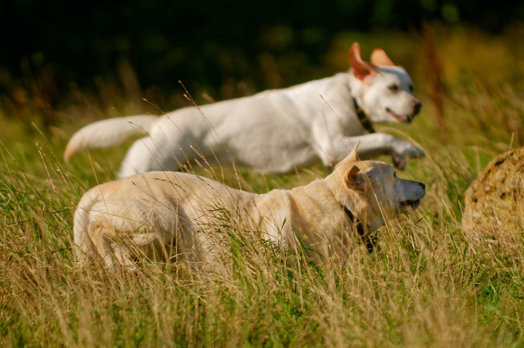 nala and marley two very pale yellow labradors running side on
