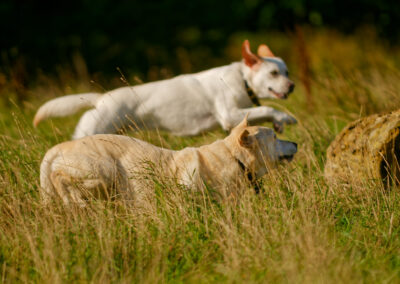 two yellow labradors run side by side