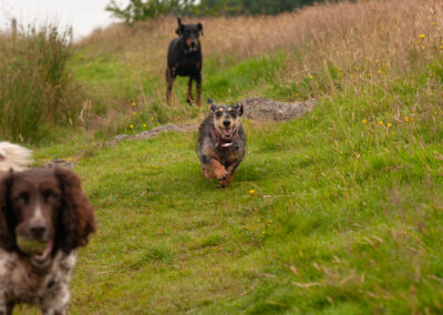 small dog running like the clappers