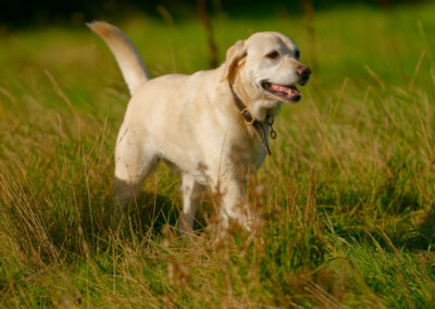 yellow labrador in long green grass