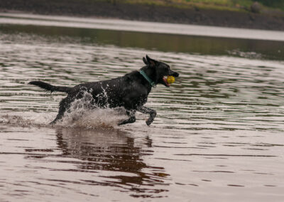 black labrador running in a river