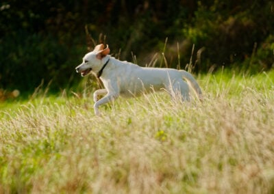 almost white labrador running