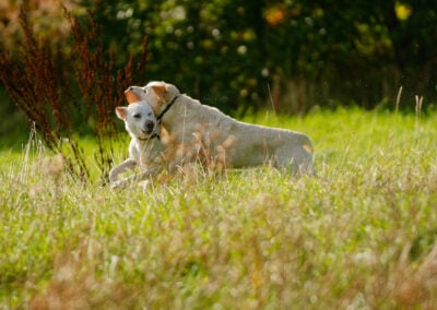 two very pale yellow labradors playing
