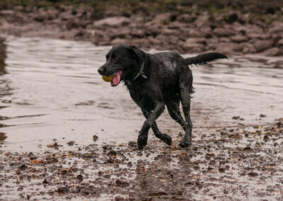 black Labrador with ball in mouth