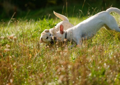 two labradors in long grass