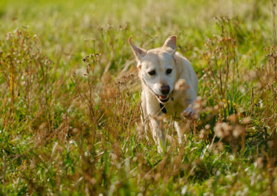 pal yellow labrador running in long grass