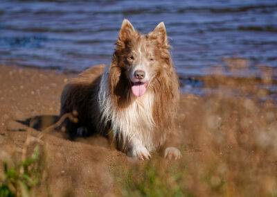collie laying down on the coast line