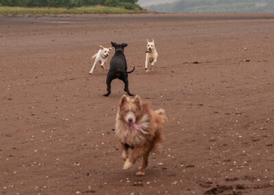 4 dogs on a beach