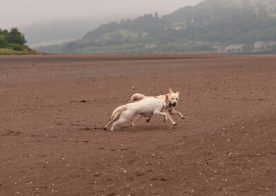 two yellow Labradors on a beach