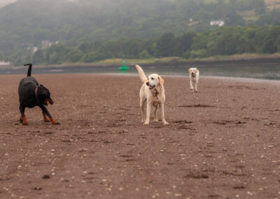 a doberman and two yellow labradors on the beach