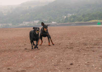 A black labrador and a doberman on a beach