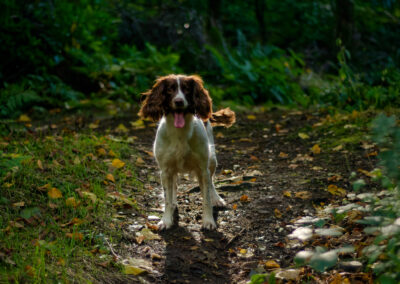 happy springer spaniel