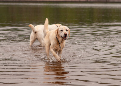 yellow labrador in the river