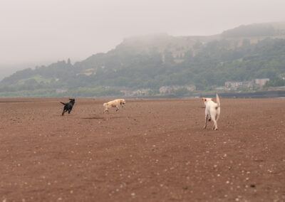 Three Labradors running on the beach