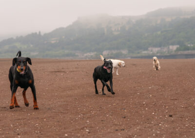 4 dogs on the beach