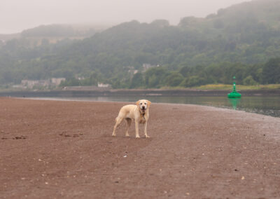 a lone yellow labrador stands on a sandy beach