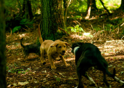 puppy and a whippet play