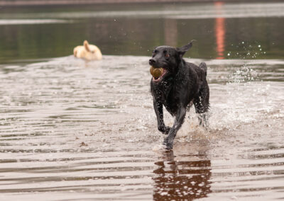 black Labrador running out of a river