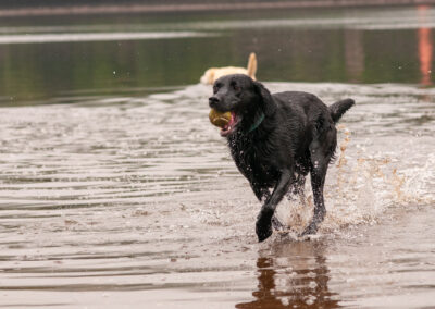 black Labrador running