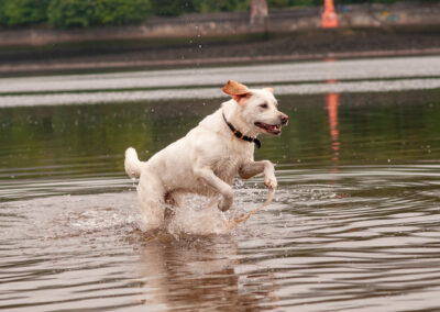 A yellow labrador standing on two legs in a river