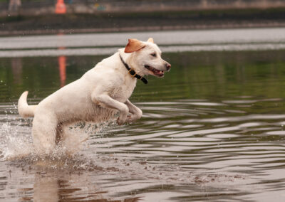 yellow Labrador leaping out of the water
