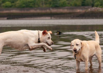 a labrador jumping next to another labrador