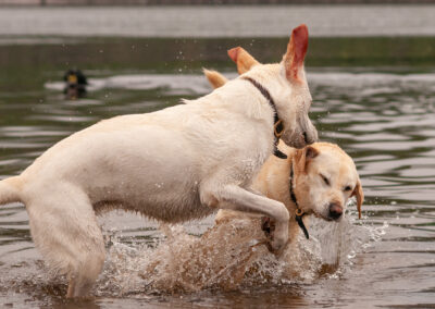 two yellow Labradors playing