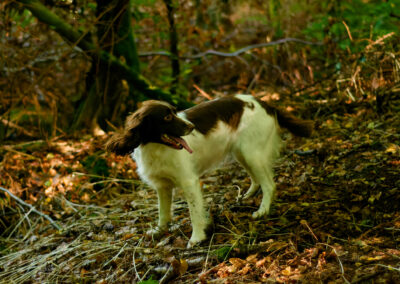 springer spaniel in a dark woodland