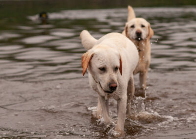 two yellow labradors standing in a river