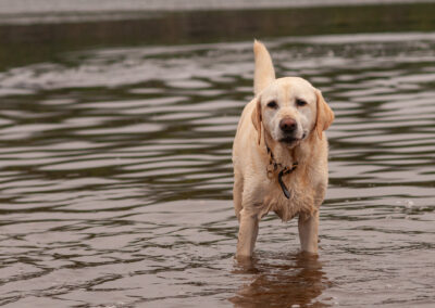 labrador standing knee deep in water