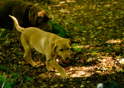 chocolate labrador with red fox labrador puppy