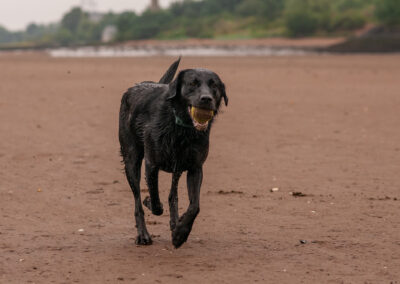 black labrador running on the beach
