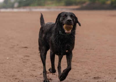 Black labrador with ball in mouth on the beach