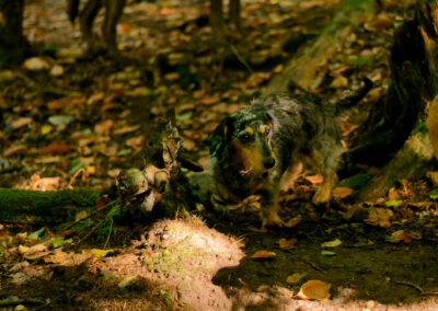dachshund in a woodland