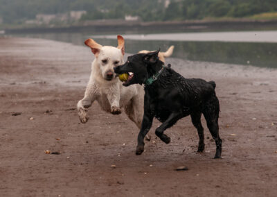 a yellow labrador playing with a black labrador